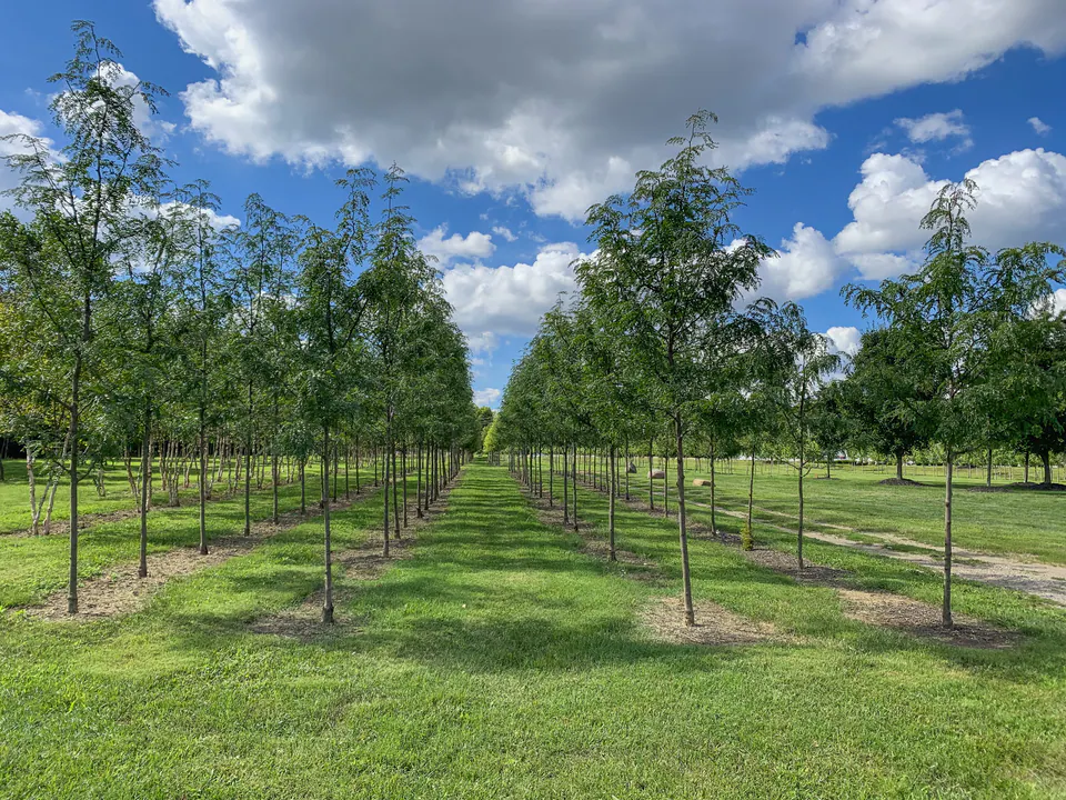 Rows of young trees growing across a mown nursery field